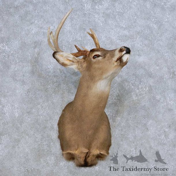 Whitetail Deer Taxidermy Shoulder Mount For Sale #14084 @ The Taxidermy Store