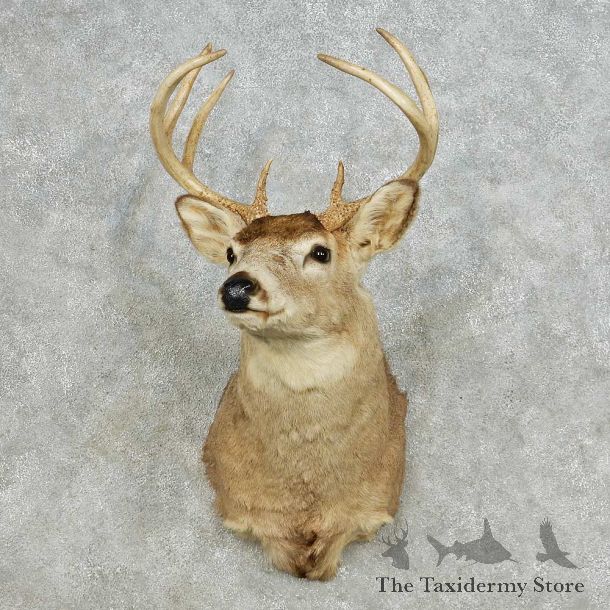 Whitetail Deer Taxidermy Shoulder Mount For Sale #14107 @ The Taxidermy Store