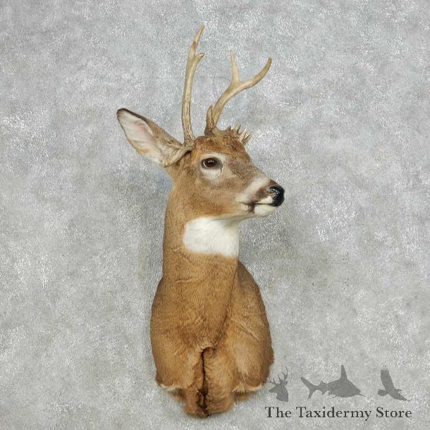 Whitetail Deer Taxidermy Shoulder Mount For Sale #14109 @ The Taxidermy Store