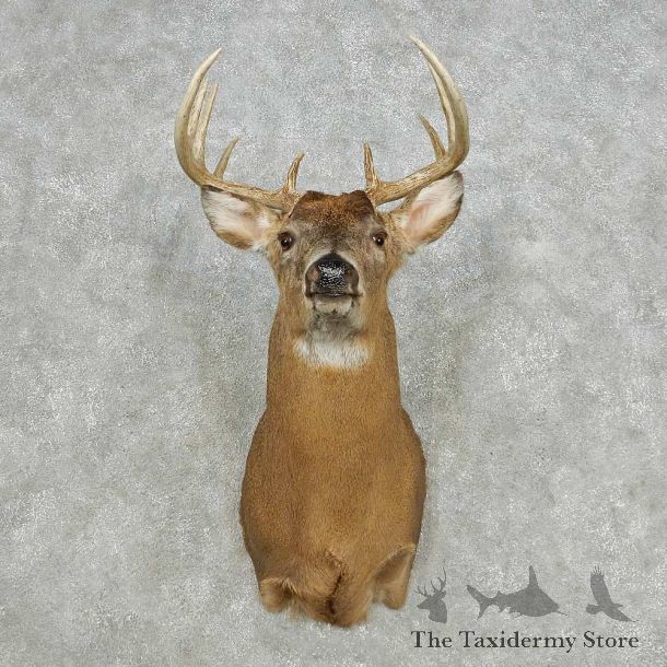 Whitetail Deer Taxidermy Shoulder Mount For Sale #14118 @ The Taxidermy Store