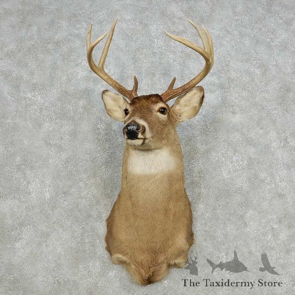 Whitetail Deer Taxidermy Shoulder Mount For Sale #14119 @ The Taxidermy Store