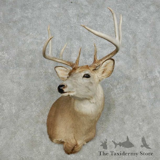 Whitetail Deer Taxidermy Shoulder Mount For Sale #14121 @ The Taxidermy Store