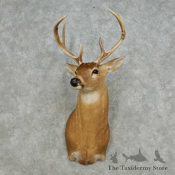 Whitetail Deer Taxidermy Shoulder Mount For Sale #14123 @ The Taxidermy Store