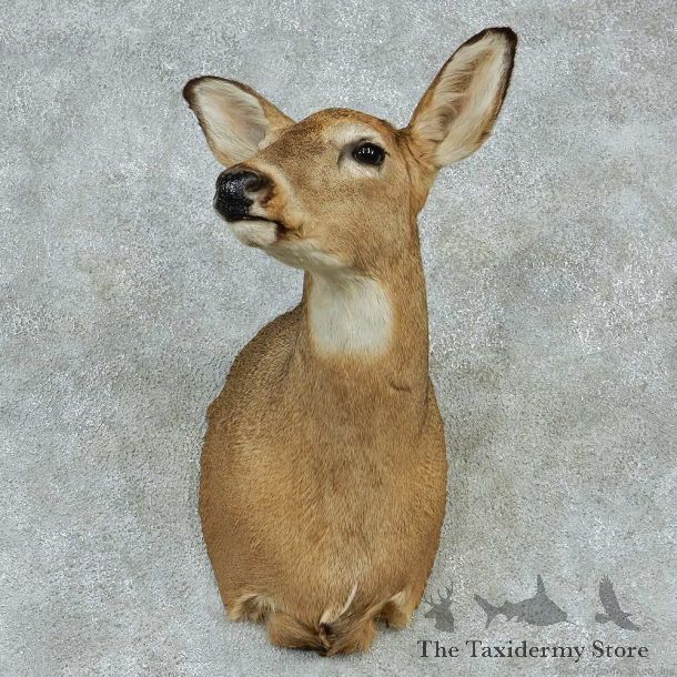 Whitetail Deer Doe Shoulder Taxidermy Mount #13235 For Sale @ The Taxidermy Store