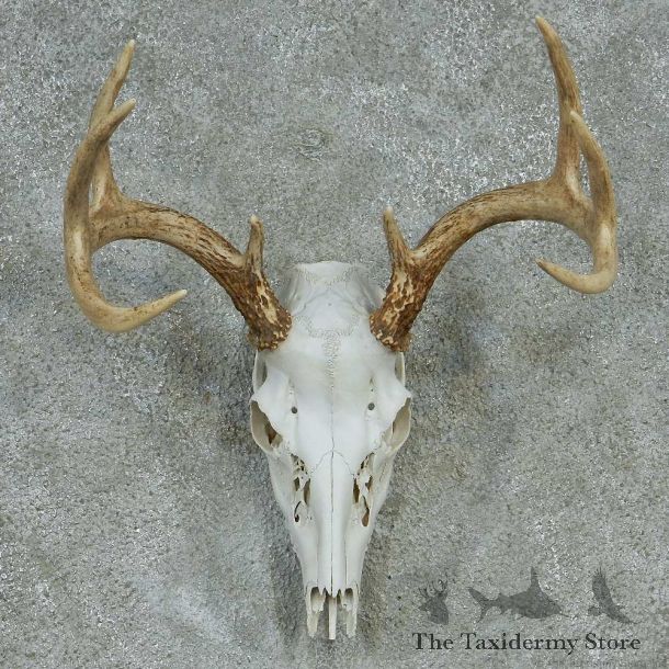 Whitetail Deer Skull & Horns European Taxidermy Mount #13246 Sale @ The Taxidermy Store