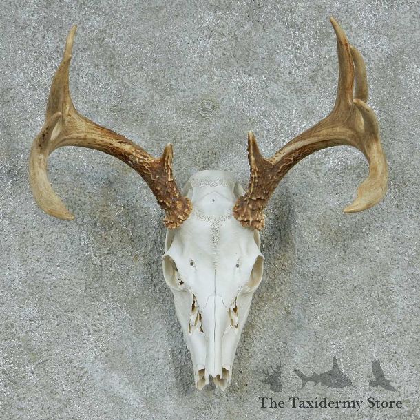 Whitetail Deer Skull & Horns European Taxidermy Mount #13247 Sale @ The Taxidermy Store