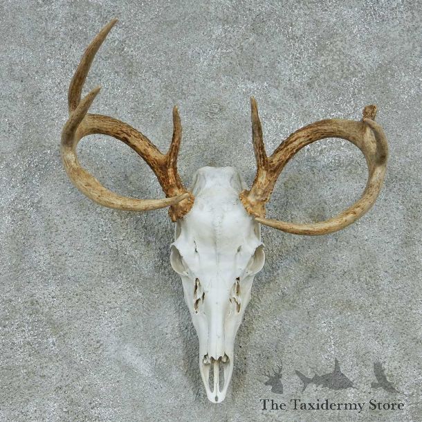 Whitetail Skull & Antlers Taxidermy Mount #13248 For Sale @ The Taxidermy Store
