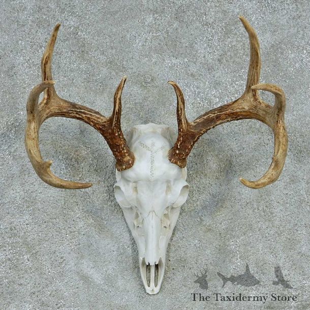 Whitetail Skull & Antlers Taxidermy Mount #13249 For Sale @ The Taxidermy Store