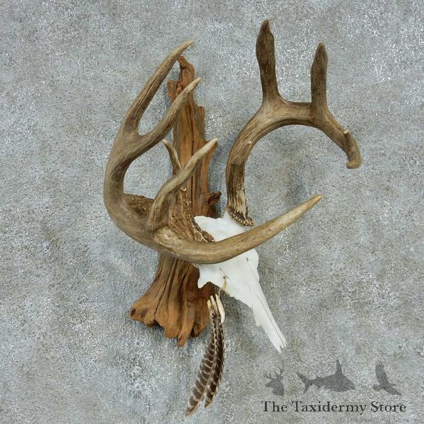 Whitetail Skull & Antlers Taxidermy Mount #13250 For Sale @ The Taxidermy Store