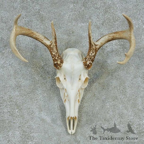 Whitetail Skull & Antlers Taxidermy Mount #13251 For Sale @ The Taxidermy Store