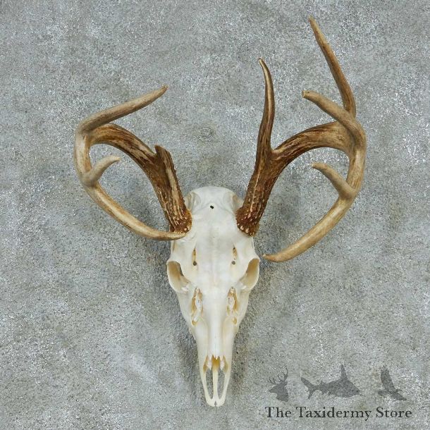 Whitetail Skull & Antlers Taxidermy Mount #13252 For Sale @ The Taxidermy Store