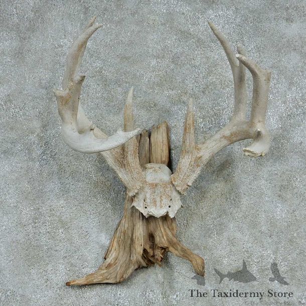 Whitetail Skull Cap & Antlers Taxidermy Mount #13254 For Sale @ The Taxidermy Store
