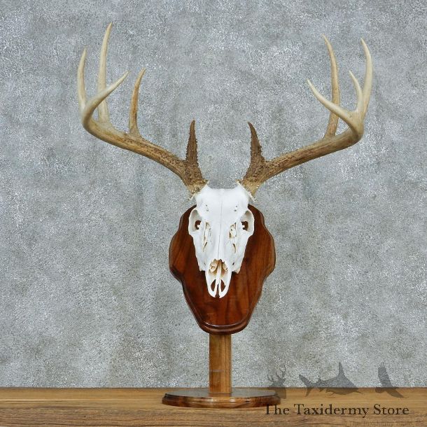 Whitetail European Pedestal Taxidermy #13036 For Sale @ The Taxidermy Store