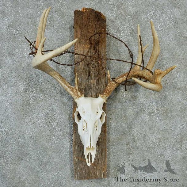 Whitetail Skull & Antlers Taxidermy Mount #13210 For Sale @ The Taxidermy Store