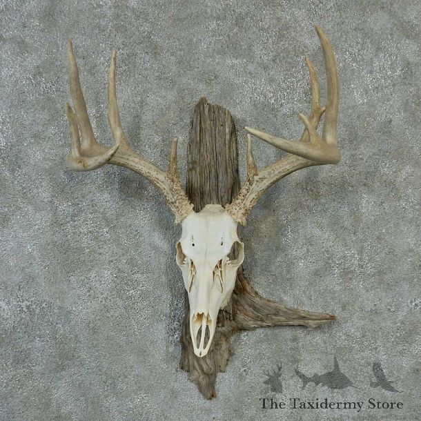 Whitetail Skull & Antlers Taxidermy Mount #13211 For Sale @ The Taxidermy Store