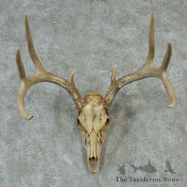 Whitetail Skull & Horns Taxidermy Mount #13214 For Sale @ The Taxidermy Store