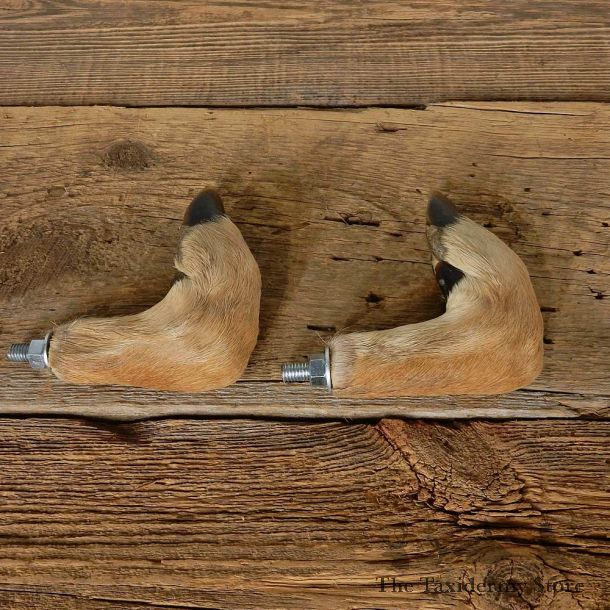 Whitetail Deer Foot Set For Sale #14975 @ The Taxidermy Store