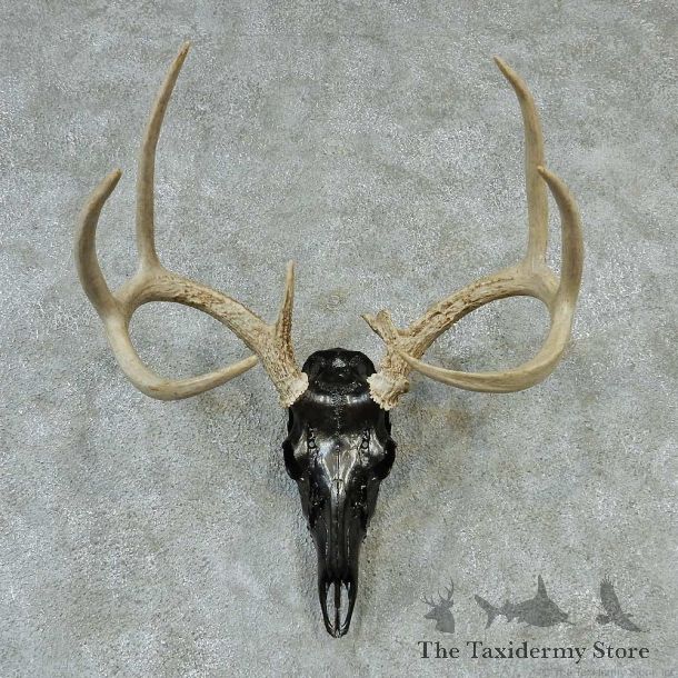 Whitetail Skull & Antlers Taxidermy Mount #13212 For Sale @ The Taxidermy Store