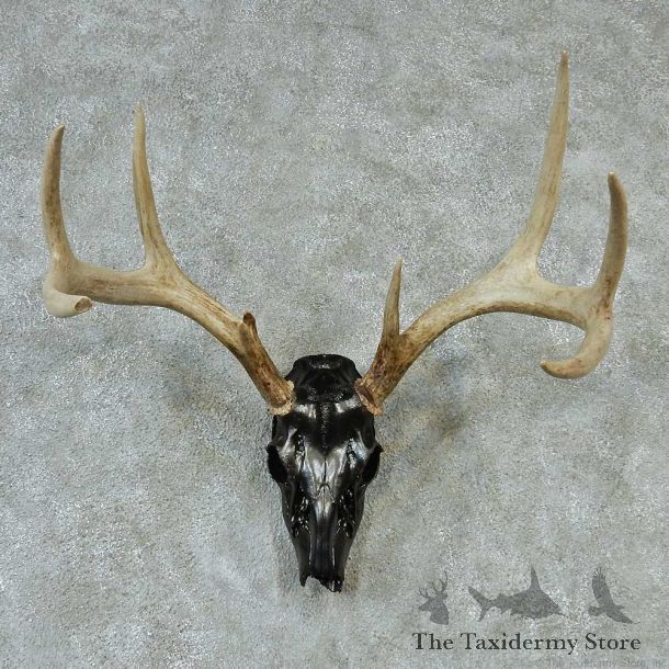 Whitetail Painted Skull & Horns Taxidermy Mount #13213 For Sale @ The Taxidermy Store