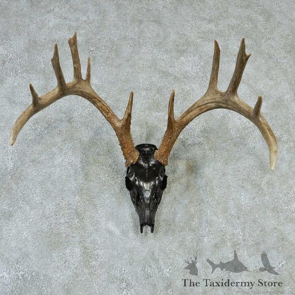 Whitetail Skull & Horns Taxidermy Mount #13215 For Sale @ The Taxidermy Store