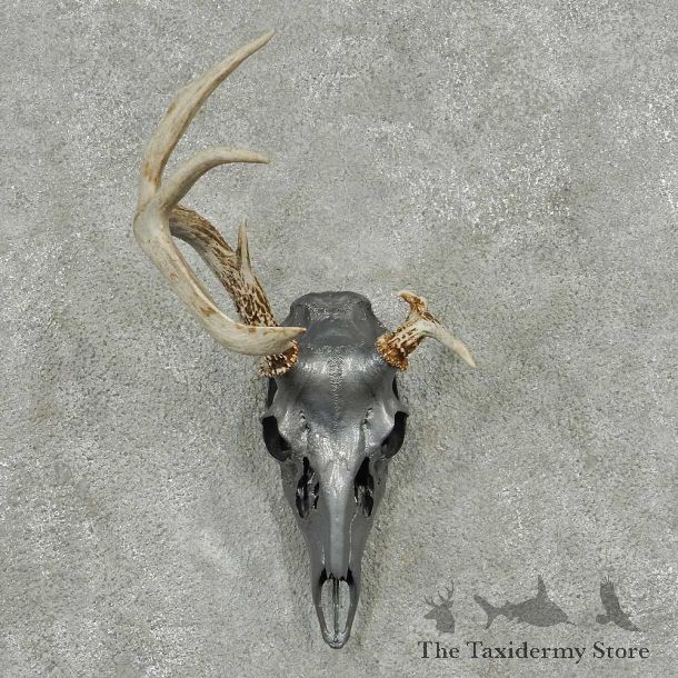 Whitetail Deer Skull & Antler European Taxidermy Mount For Sale