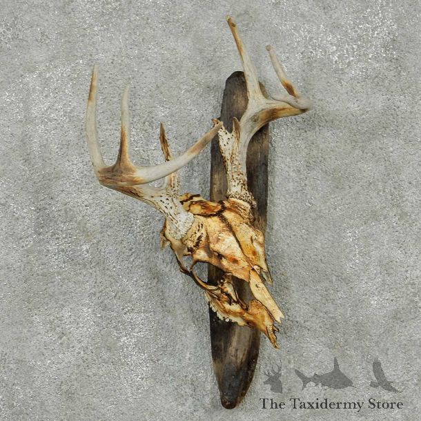 Whitetail Deer Skull Horns European Mount #13830 For Sale @ The Taxidermy Store