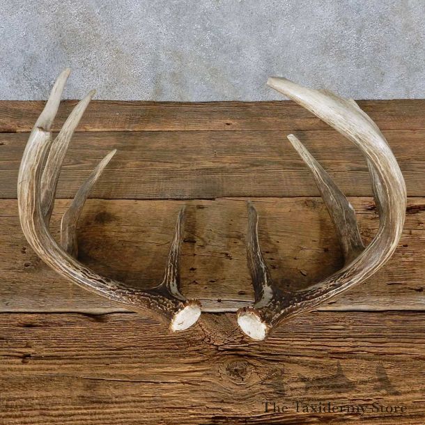 Whitetail Deer Antler Set For Sale #14962 @ The Taxidermy Store
