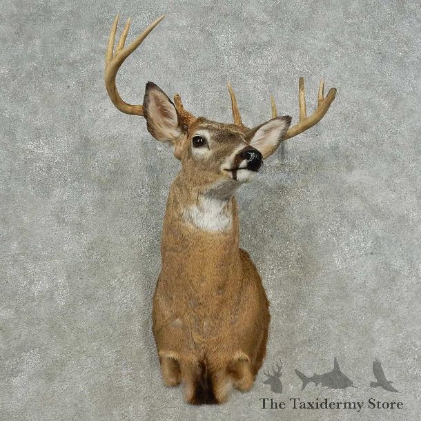 Whitetail Deer Shoulder Mount For Sale #16725 @ The Taxidermy Store