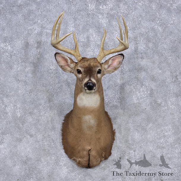 Whitetail Deer Shoulder Mount #12345 For Sale @ The Taxidermy Store