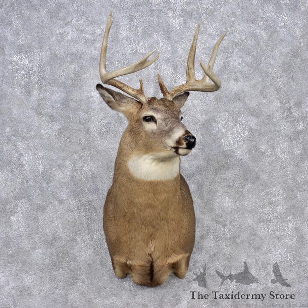 Whitetail Deer Shoulder Mount #12346 For Sale @ The Taxidermy Store