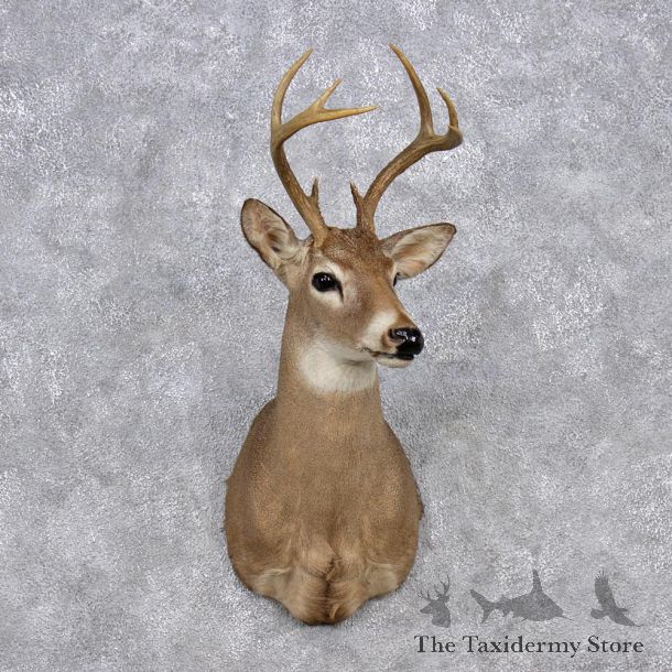 Whitetail Deer Shoulder Mount #12347 For Sale @ The Taxidermy Store