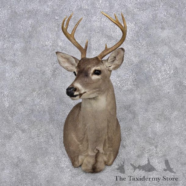 Whitetail Deer Shoulder Mount #12348 For Sale @ The Taxidermy Store