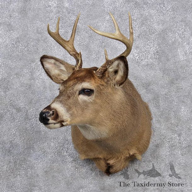 Whitetail Deer Shoulder Mount #12349 For Sale @ The Taxidermy Store