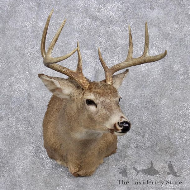 Whitetail Deer Shoulder Mount #12350 For Sale @ The Taxidermy Store