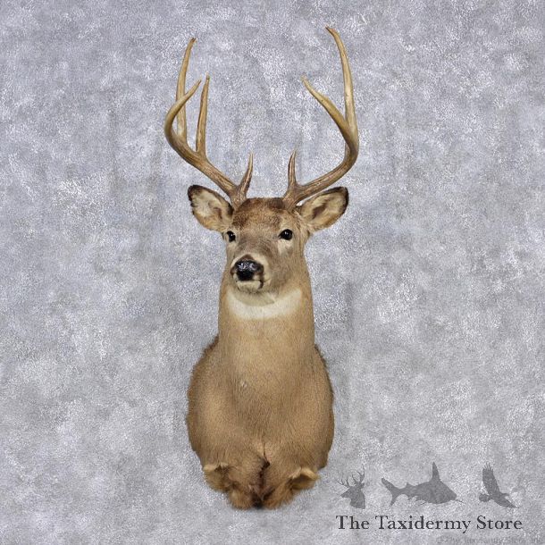 Whitetail Deer Shoulder Mount #12351 For Sale @ The Taxidermy Store