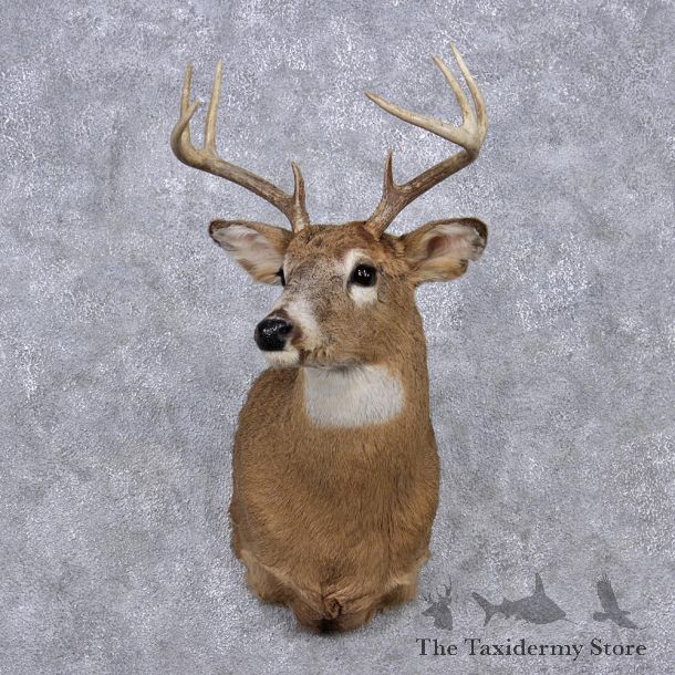Whitetail Deer Shoulder Mount #12357 For Sale @ The Taxidermy Store