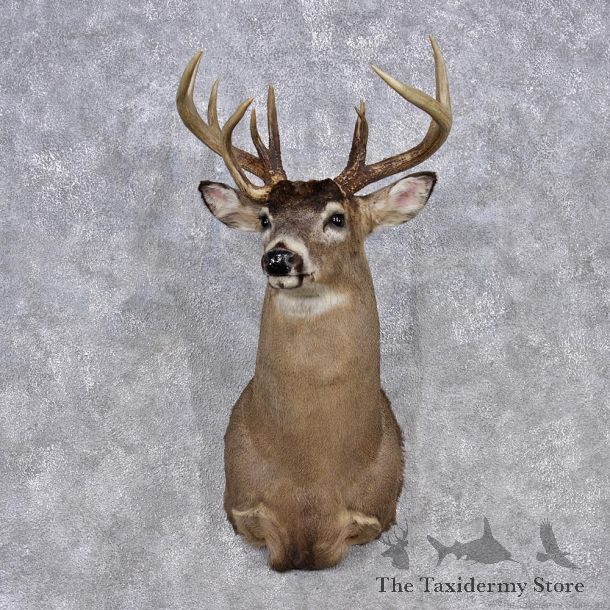 Whitetail Deer Shoulder Mount #12358 For Sale @ The Taxidermy Store