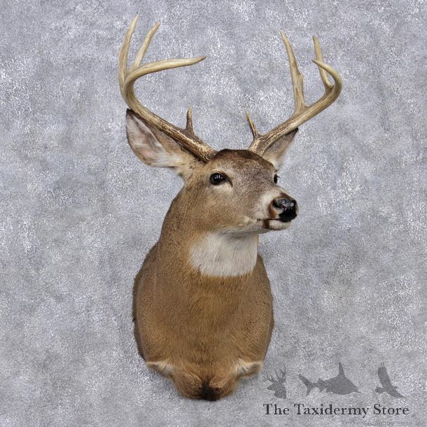 Whitetail Deer Shoulder Mount #12352 For Sale @ The Taxidermy Store