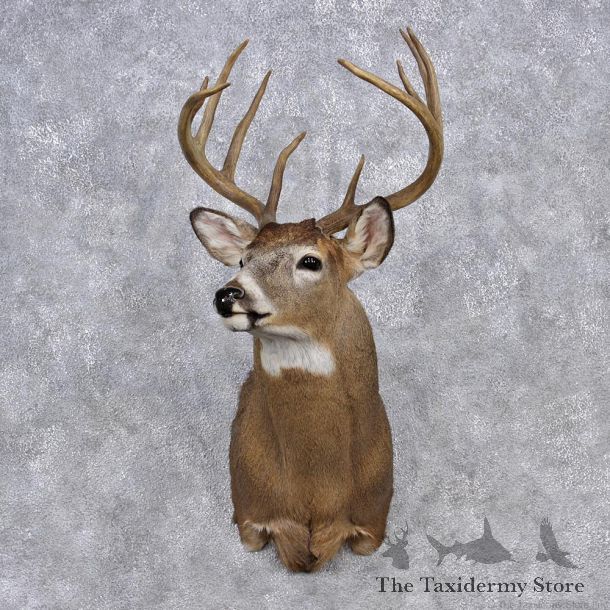 Whitetail Deer Shoulder Mount #12353 For Sale @ The Taxidermy Store
