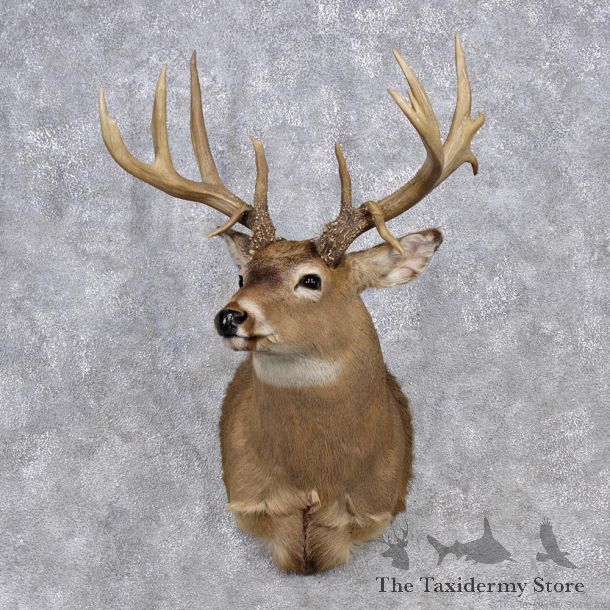 Whitetail Deer Shoulder Mount #12354 For Sale @ The Taxidermy Store