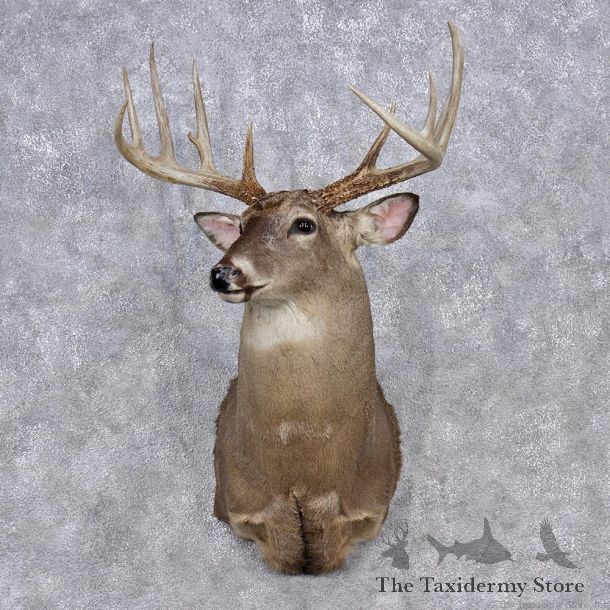 Whitetail Deer Shoulder Mount #12355 For Sale @ The Taxidermy Store
