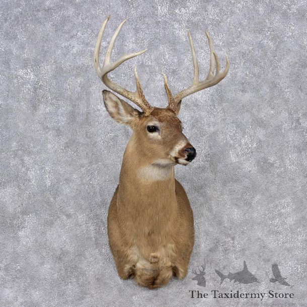 Whitetail Deer Shoulder Mount #12356 For Sale @ The Taxidermy Store