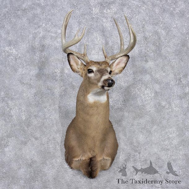 Whitetail Deer Shoulder Mount #12359 For Sale @ The Taxidermy Store