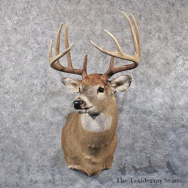 Whitetail Deer Shoulder Mount #11798 For Sale @ The Taxidermy Store