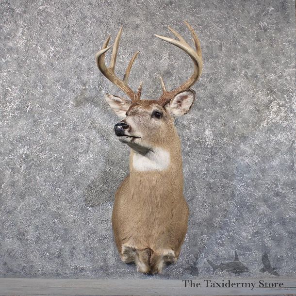 Whitetail Deer Shoulder Mount #11799 For Sale @ The Taxidermy Store