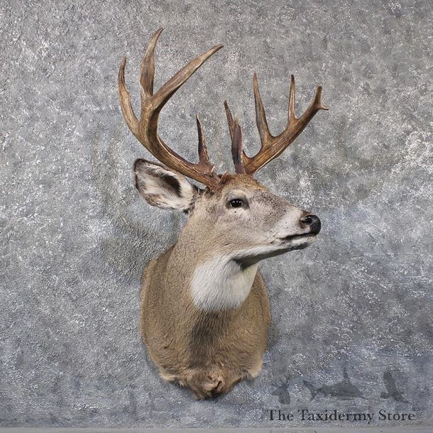Whitetail Deer Shoulder Mount #11800 For Sale @ The Taxidermy Store