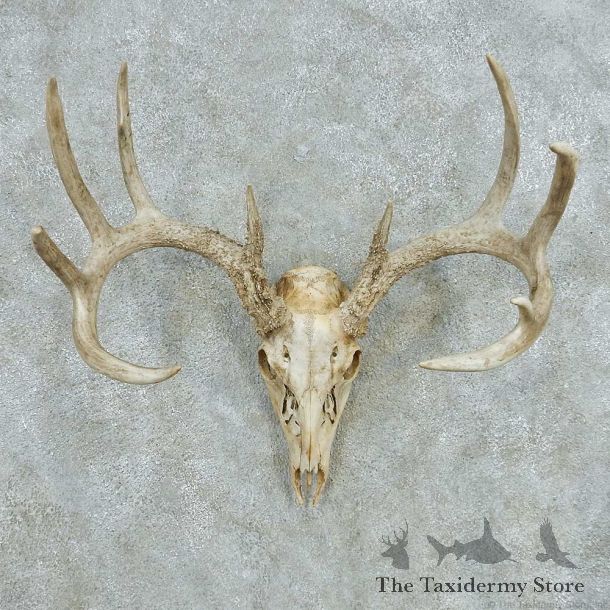 Whitetail Deer Skull Antlers European Mount #13567 For Sale @ The Taxidermy Store