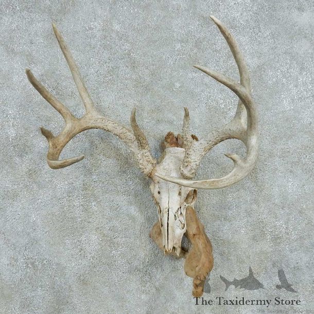 Whitetail Deer Skull Antlers European Mount #13568 For Sale @ The Taxidermy Store