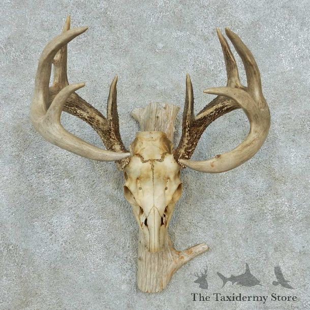 Whitetail Deer Skull Antlers European Mount #13571 For Sale @ The Taxidermy Store