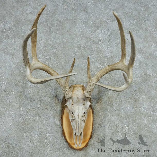 Whitetail Deer Skull Antlers European Mount #13572 For Sale @ The Taxidermy Store